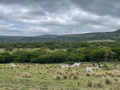 Agricultural For Sale in Greytown, Greytown