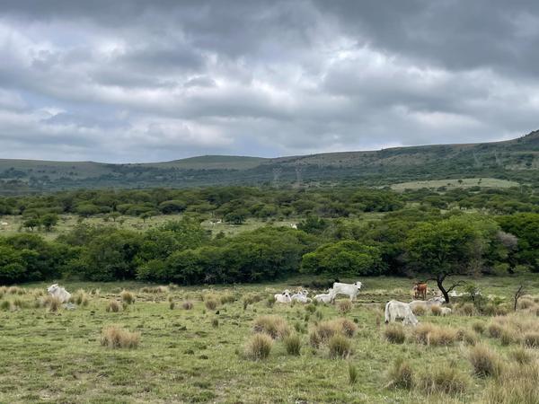 Agricultural For Sale in Greytown, Greytown